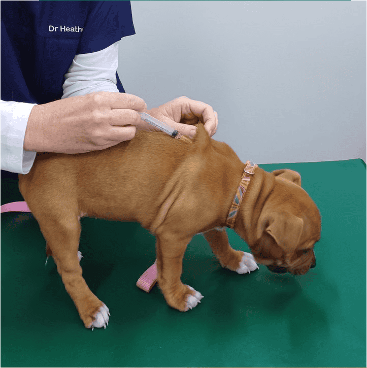 Puppy getting treats while being vaccinated